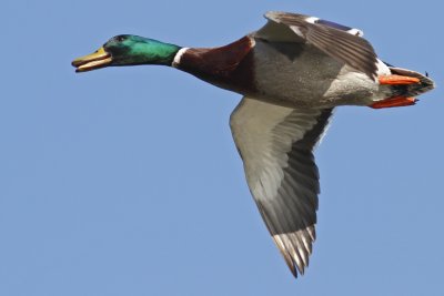 Mallard