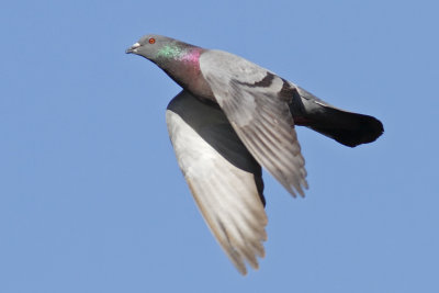 Pigeon