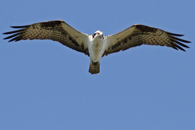 Osprey