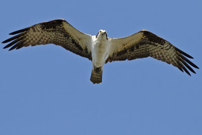 Osprey