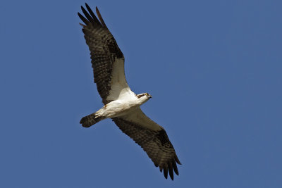 Osprey