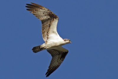 Osprey
