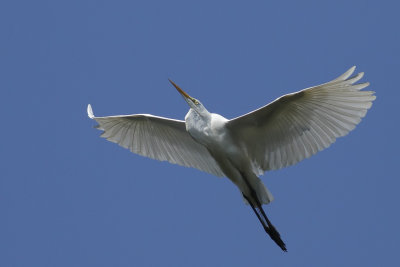 Egret