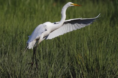 Egret