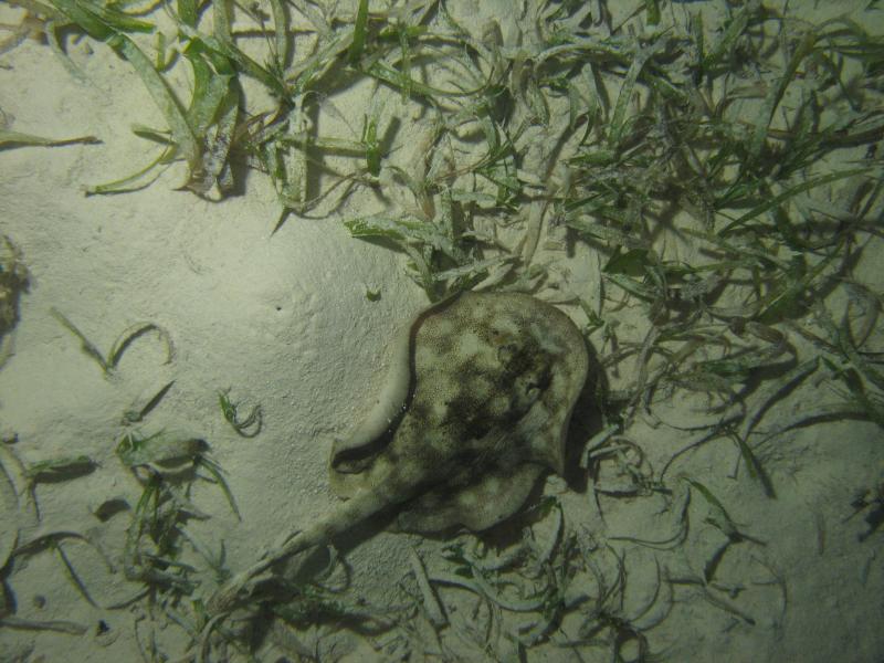 Yellow Stingray