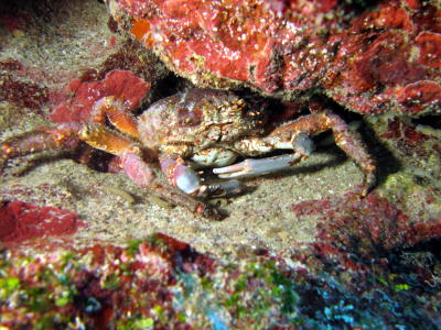 Spiny Spider Crab