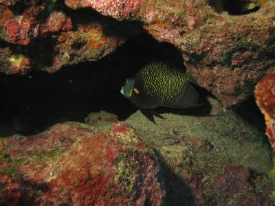 French Angelfish (in retreat)