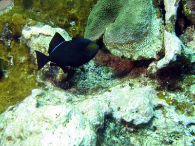 Black Durgon - type of Triggerfish