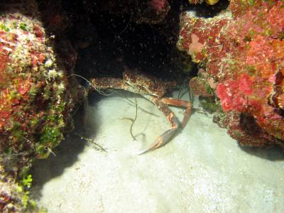 huge Spiny Spider Crab at 100 feet
