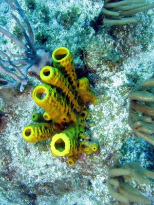bright yellow Tube Sponges