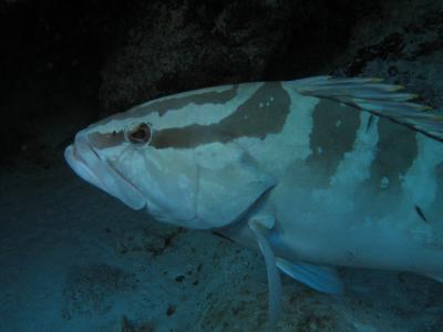 invading the personal space of Mr. Nassau Grouper