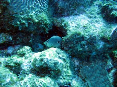 Four Eye Butterflyfish