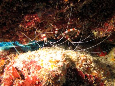 Banded Coral Shrimp