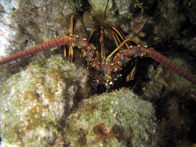 Night dive lobster from above