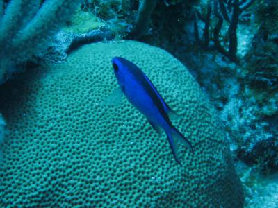 Blue Chromis