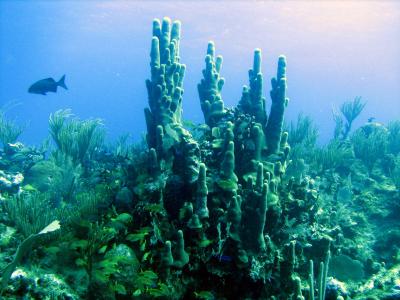 Pillar Coral