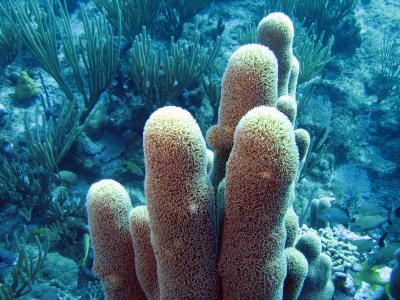 Pillar Coral up close
