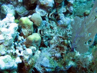 Banded  Butterflyfish