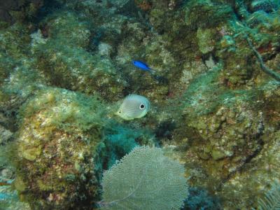 Foureye Butterflyfish