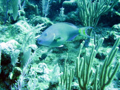 Parrotfish...arrrrrrgh!