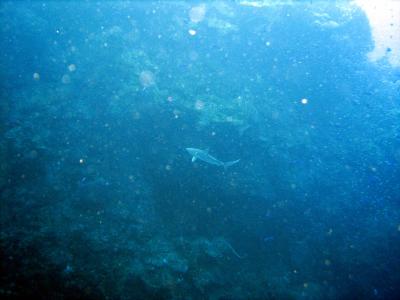 Carribean Reef Shark