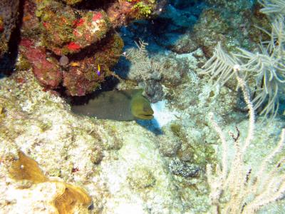 Green Moray Eel