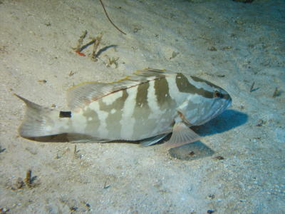 Nassau Grouper