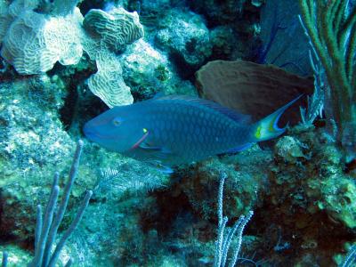 Parrotfish