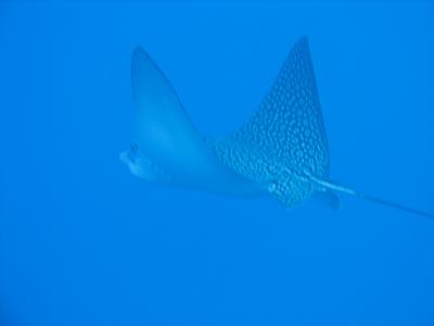 Spotted Eagle Ray!!!!