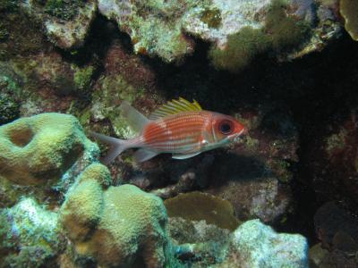 Squirrelfish