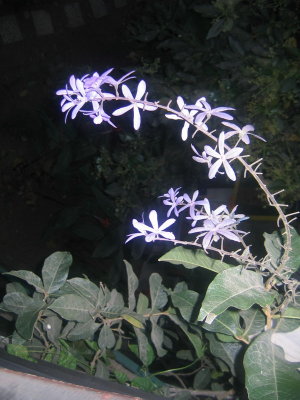 Fleur du jardin
