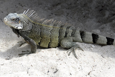 Beach Lizard, Blue Bay Beach, Curacao