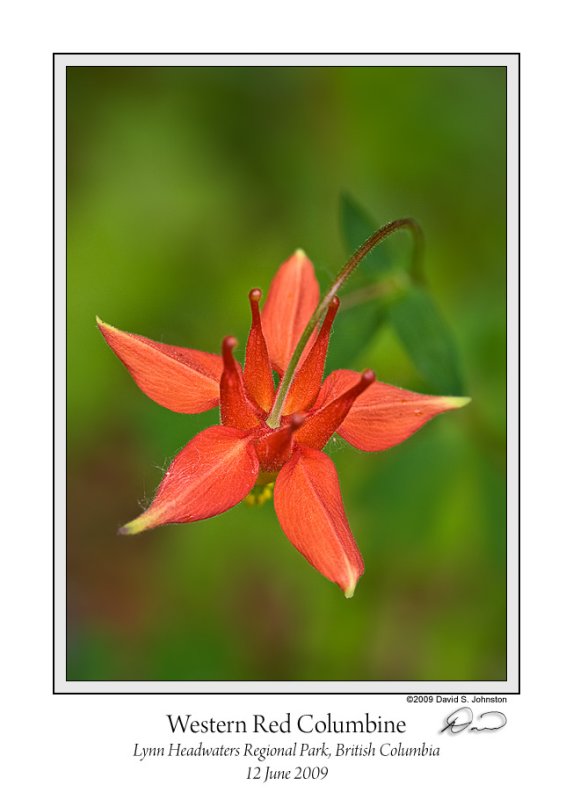 Western Red Columbine Alt Version .jpg