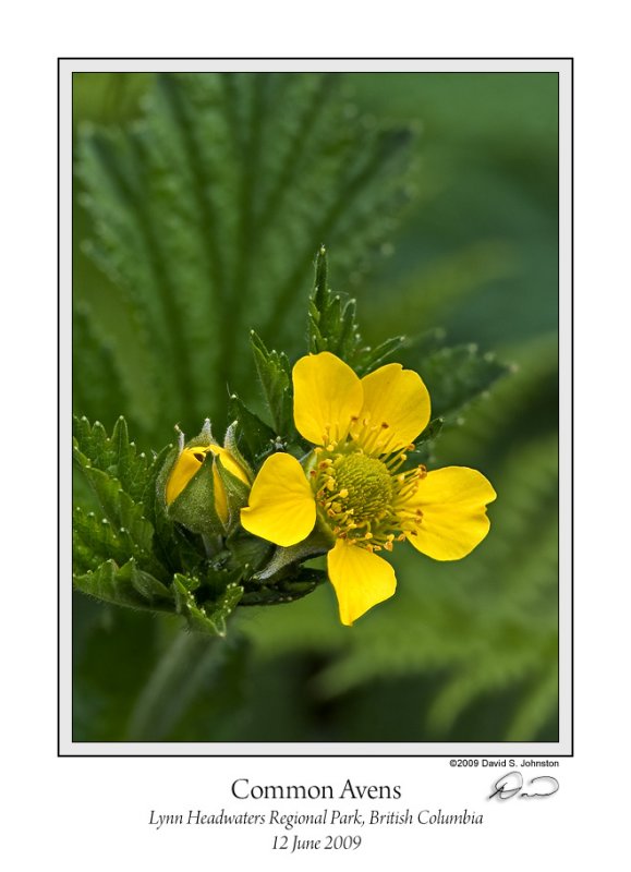 Common Avens Close.jpg