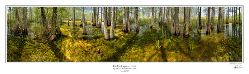 Inside Cypress Dome 360.jpg