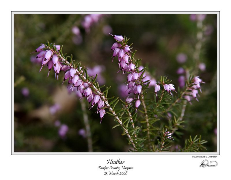 Heather March 08.jpg