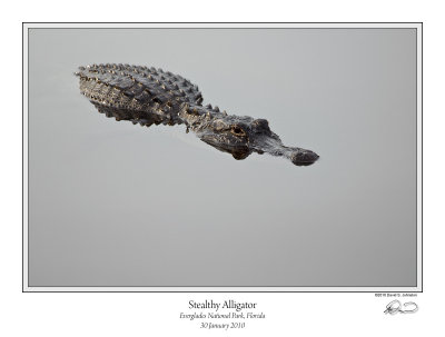 Stealthy Alligator.jpg