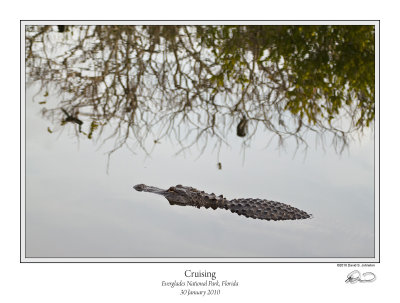 Cruising Alligator.jpg