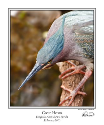 Green Heron 1.jpg