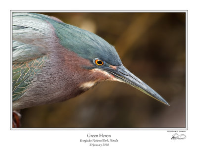 Green Heron 2.jpg