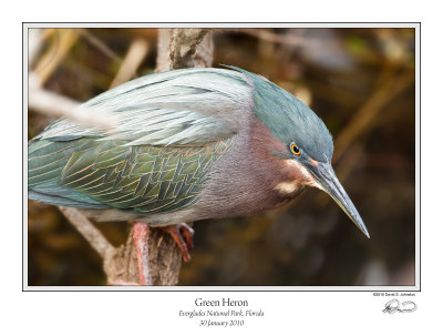 Green Heron 3.jpg