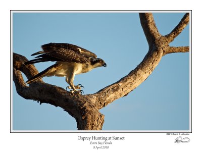 Osprey Hunting Sunset.jpg