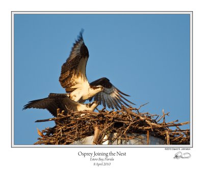 Osprey Joining Nest.jpg