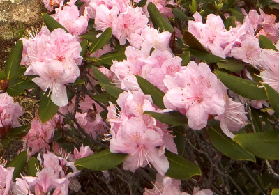 Rhodo detail.jpg