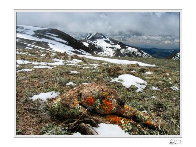 Lichen Toiyabe Ridge.jpg