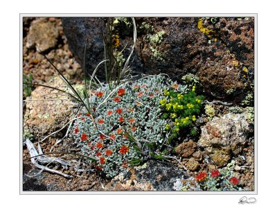 Alpine succulents.jpg