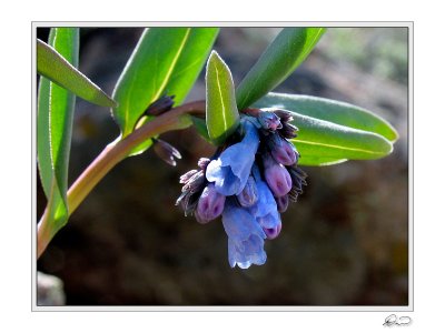 Bluebell.jpg