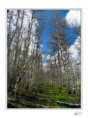 Aspen Grove.jpg