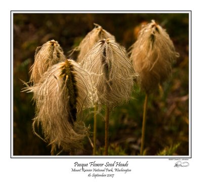 Pasque Flower Seed Heads.jpg