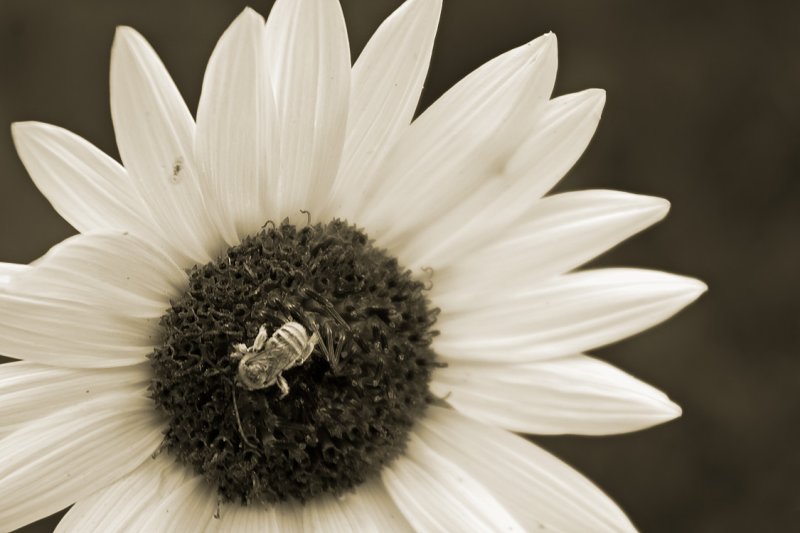 Daisy B.
